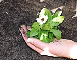 putere-speranta-floare