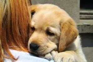 Ia-ti un animal de companie. Un companion adevarat!
