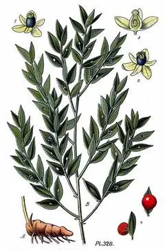 Ruscus Aculeatus - Planta medicinala