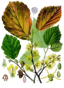 Hamamelis Virginiana