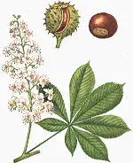 Hippocastanum - Planta medicinala