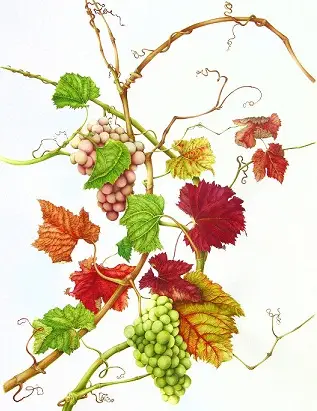 Vitis vinifera - Planta medicinala