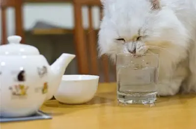 bea apa cat mai des Hidratează-te