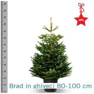 Braduti naturali in ghiveci pentru Craciun Braduti naturali in ghiveci pentru Craciun